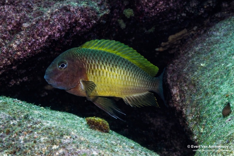 Tropheus moorii 'Cape Nangu'